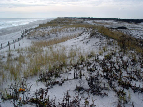 Science of the Shore – A Tale of Two Beaches: Winter & Summer