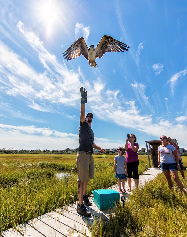 A man in a grey shirt and gloves releases a large bird as onlookers observe on a wooden dock surrounded by marshland and blue skies.